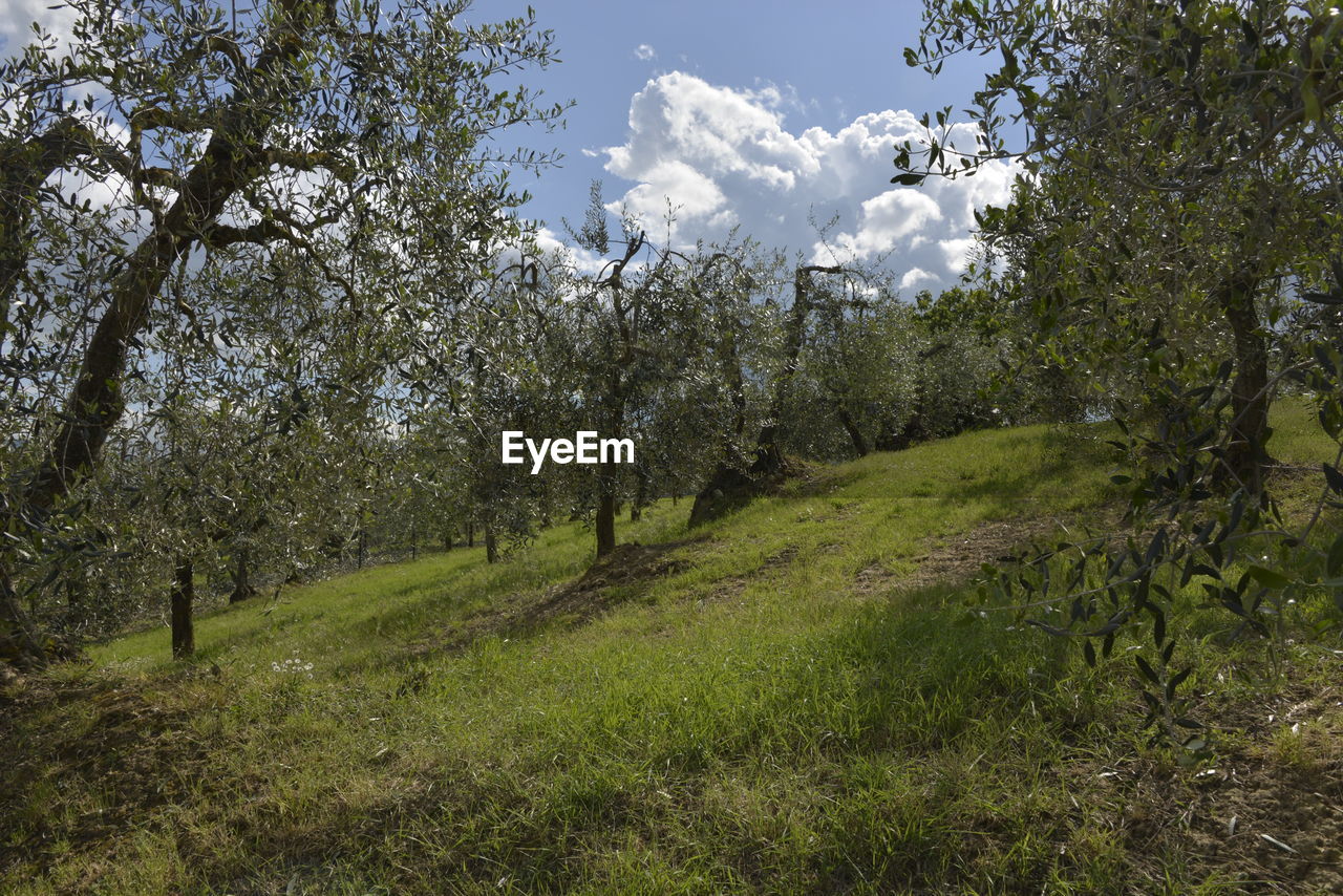 LOW ANGLE VIEW OF TREES ON GRASS AGAINST SKY