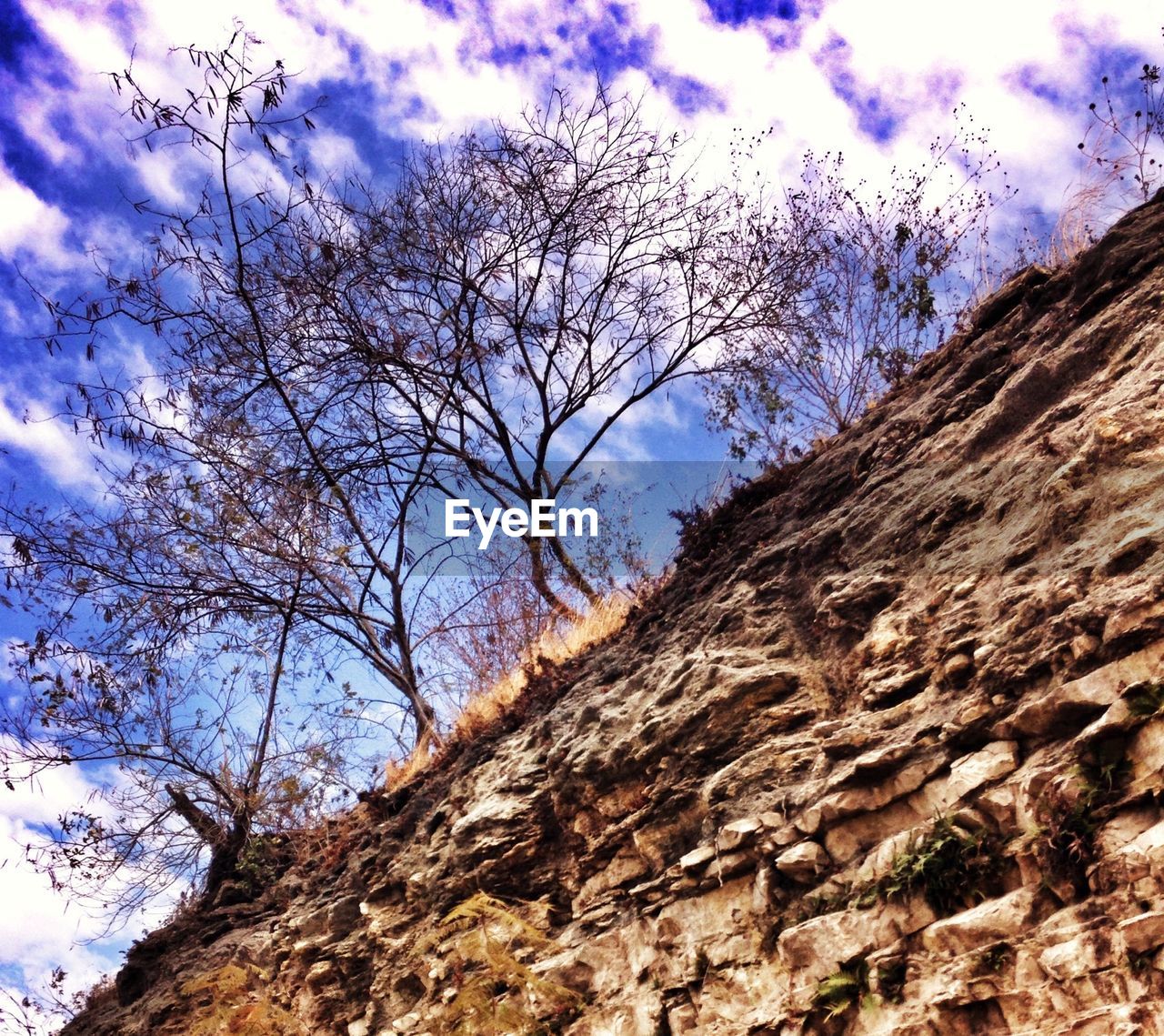 Bare trees on landscape against clouds