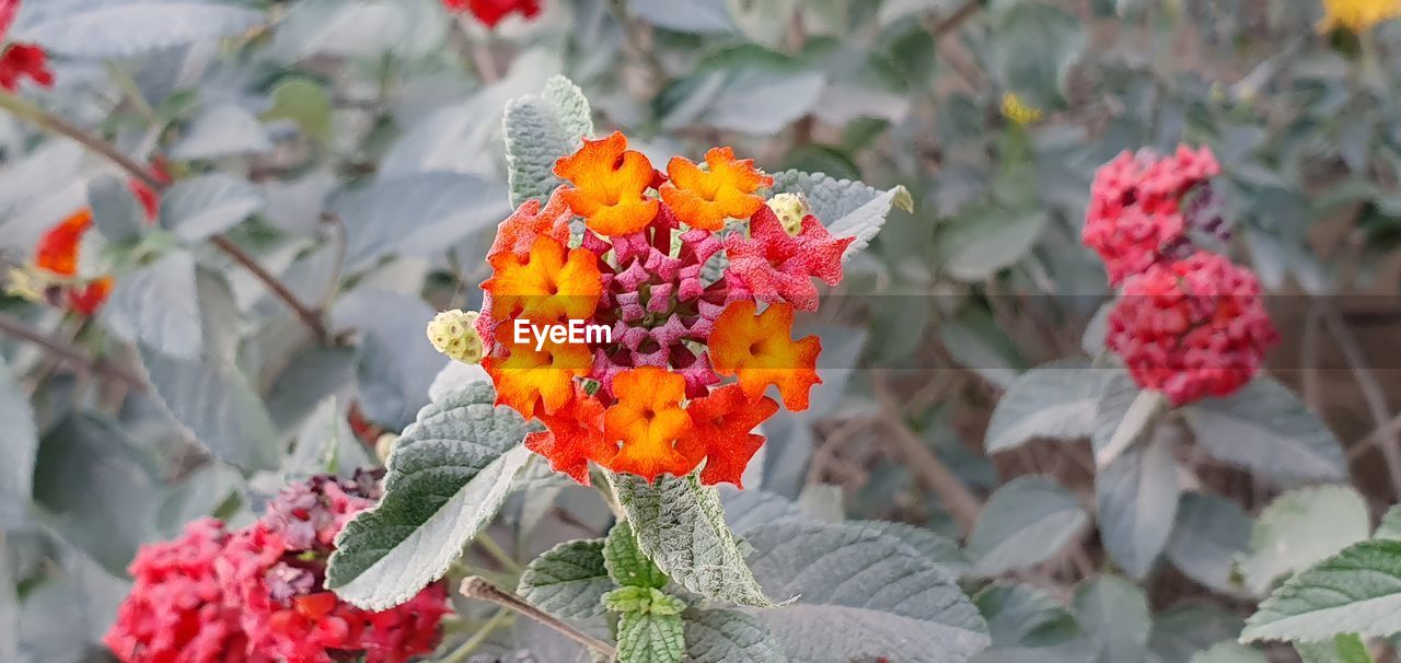 flower, flowering plant, plant, beauty in nature, growth, nature, freshness, fragility, close-up, petal, lantana camara, flower head, plant part, leaf, day, inflorescence, no people, focus on foreground, outdoors, wildflower, red, lantana, botany
