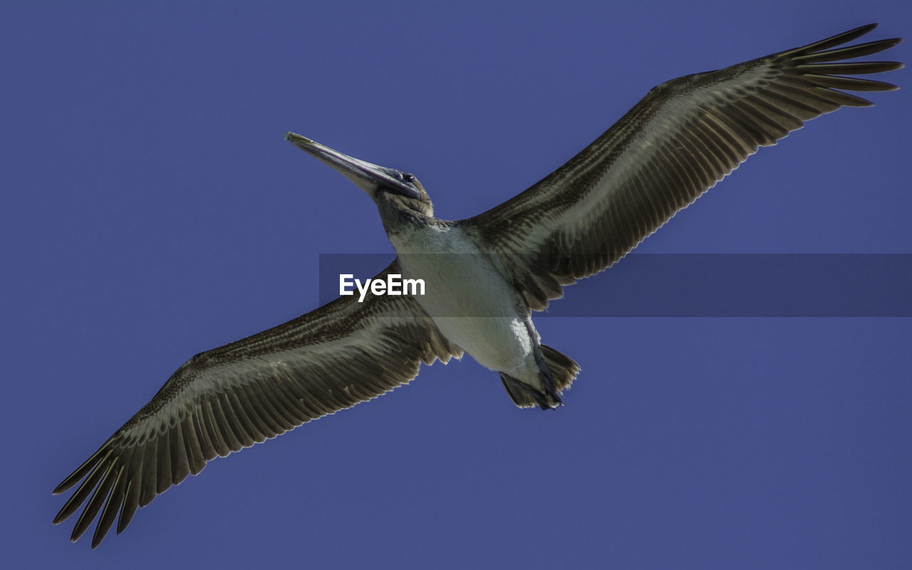 Low angle view of seagull flying against clear sky