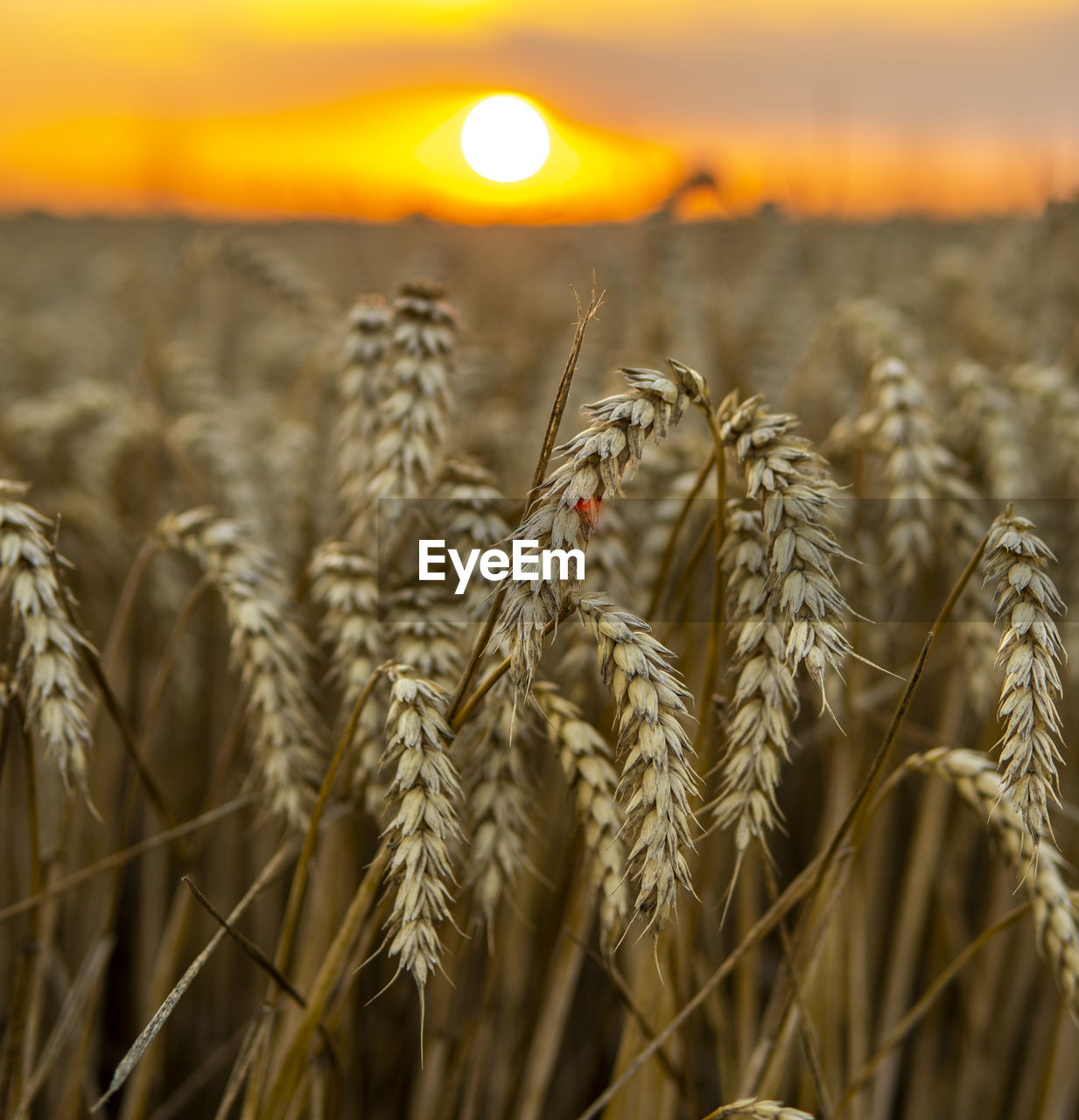 close-up of wheat growing on field