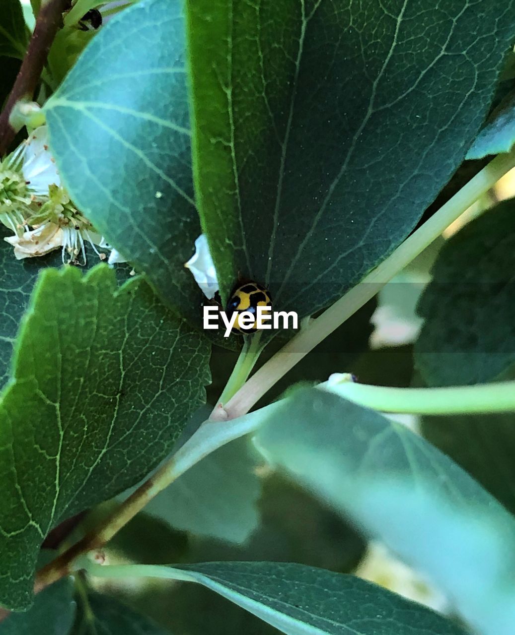 INSECT ON LEAF