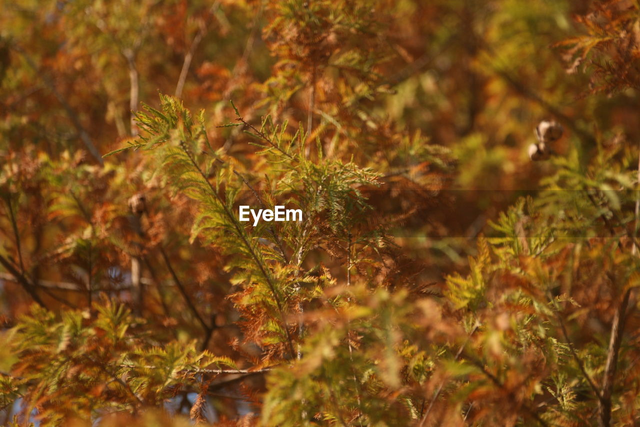 Taxodium native to north america