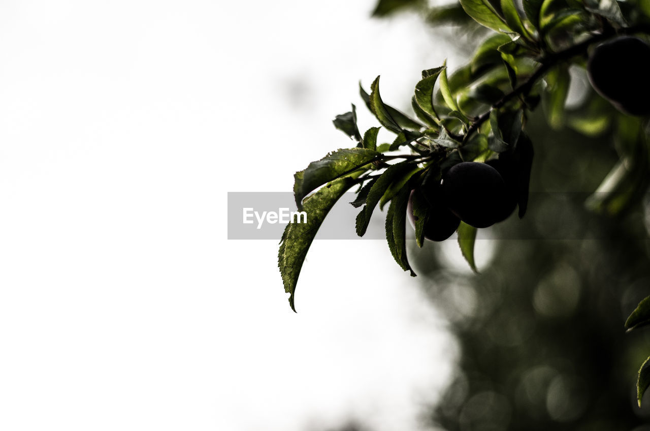 CLOSE-UP OF FRESH GREEN LEAVES ON TREE