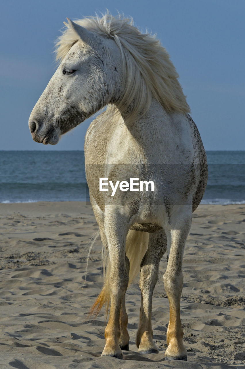 View of horse on beach