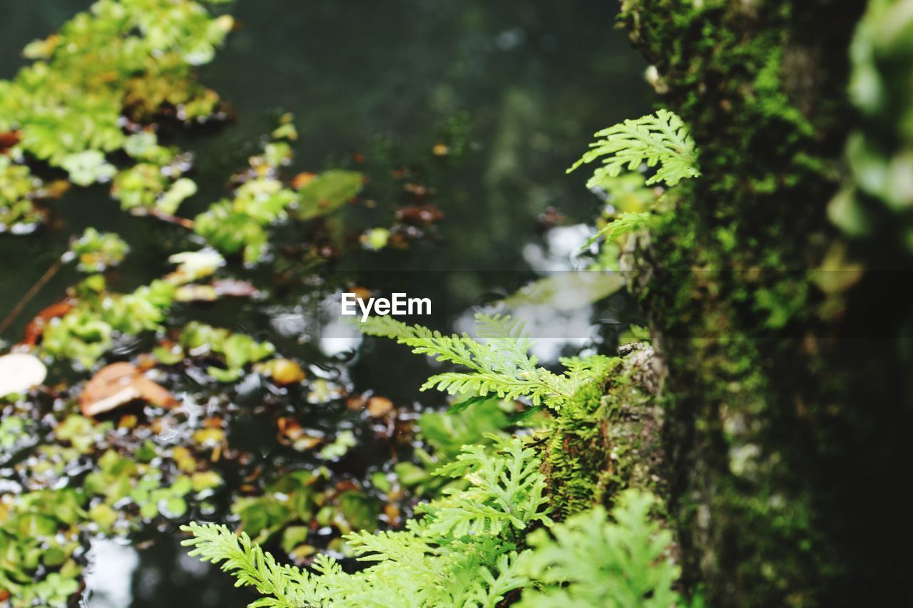 Close-up of fresh green plants in forest