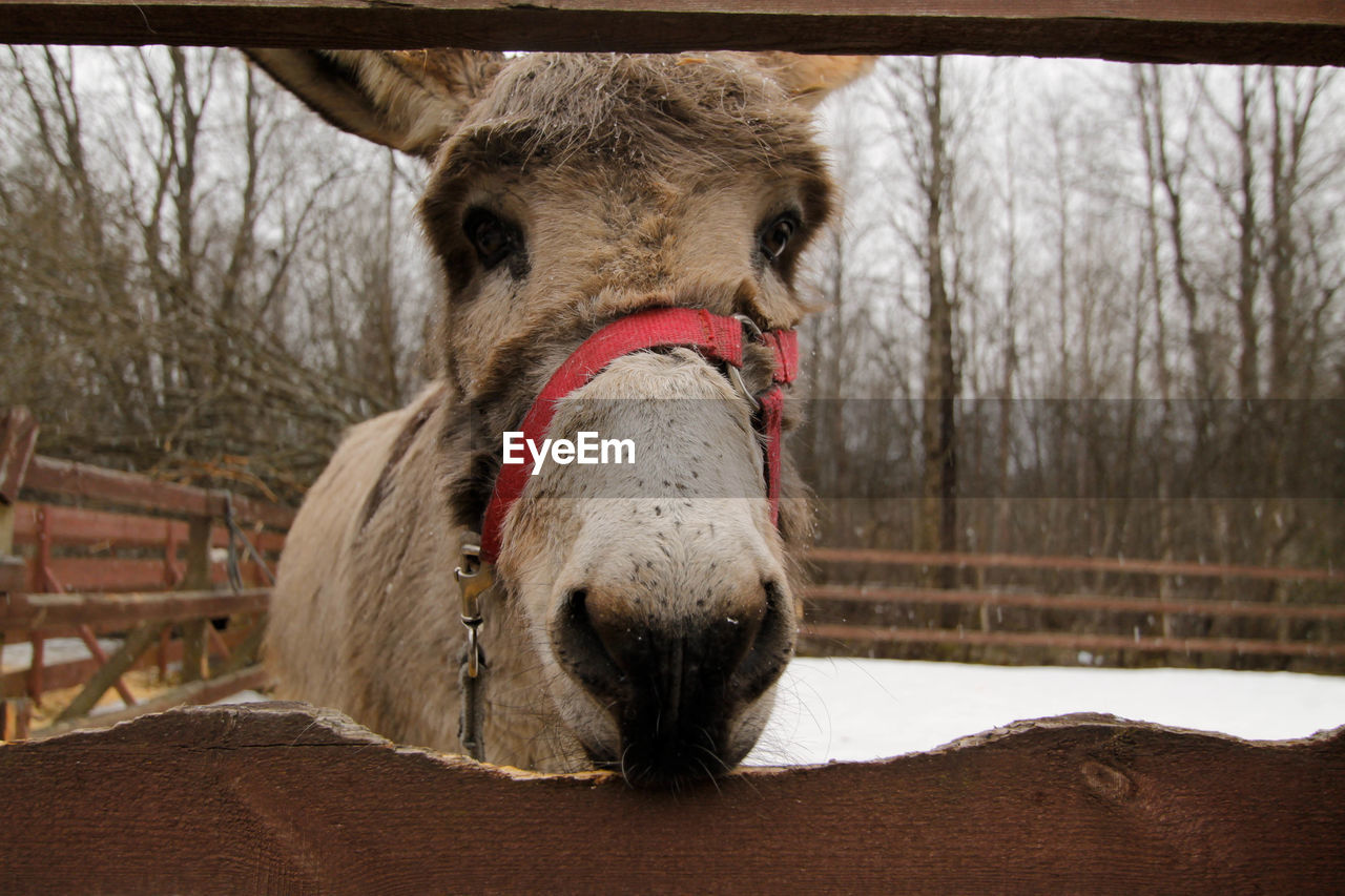Close-up of donkey at farm