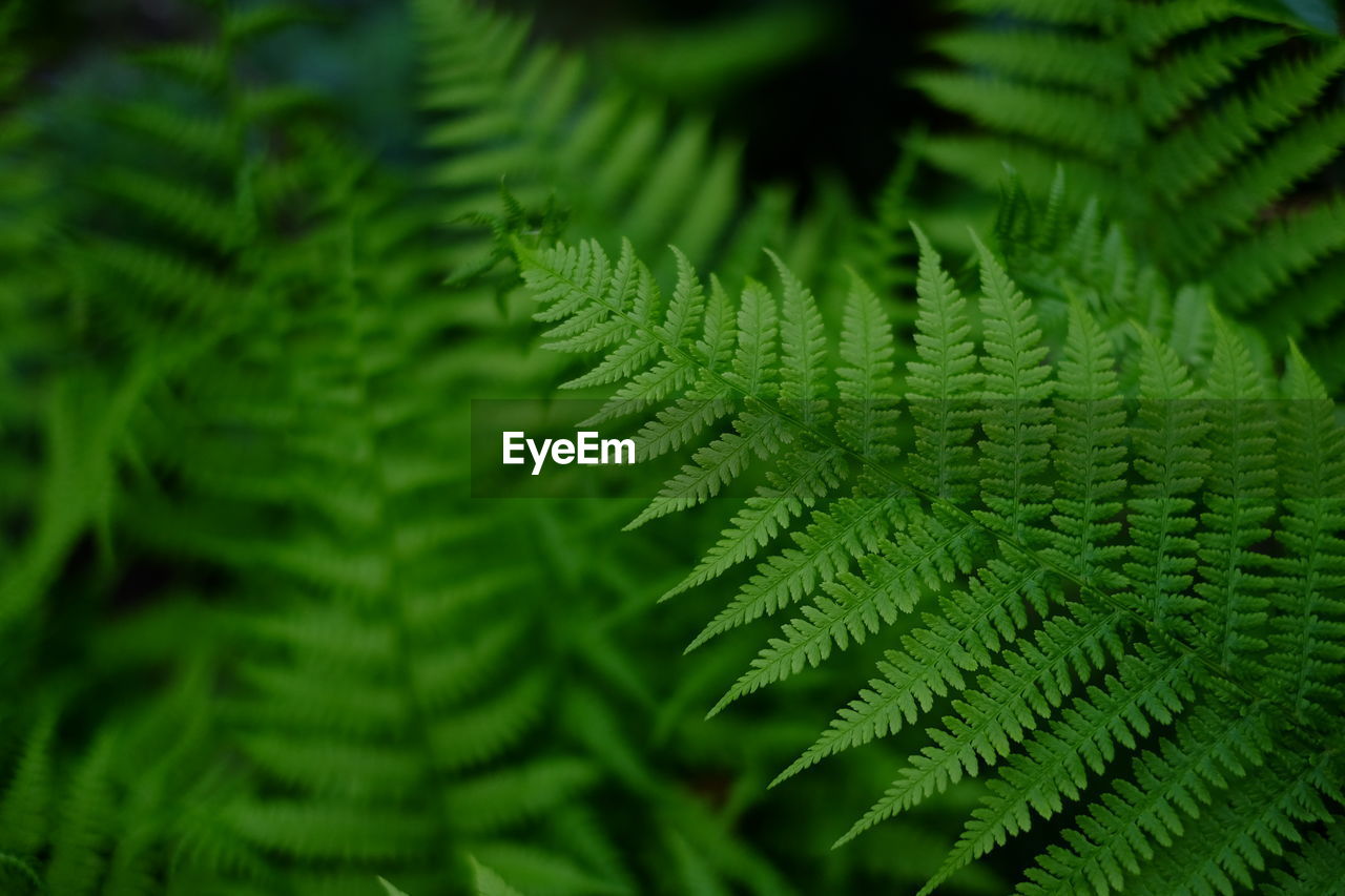 Close-up of fern leaves