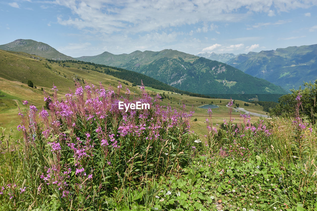 Summer and wildflower in the mountain