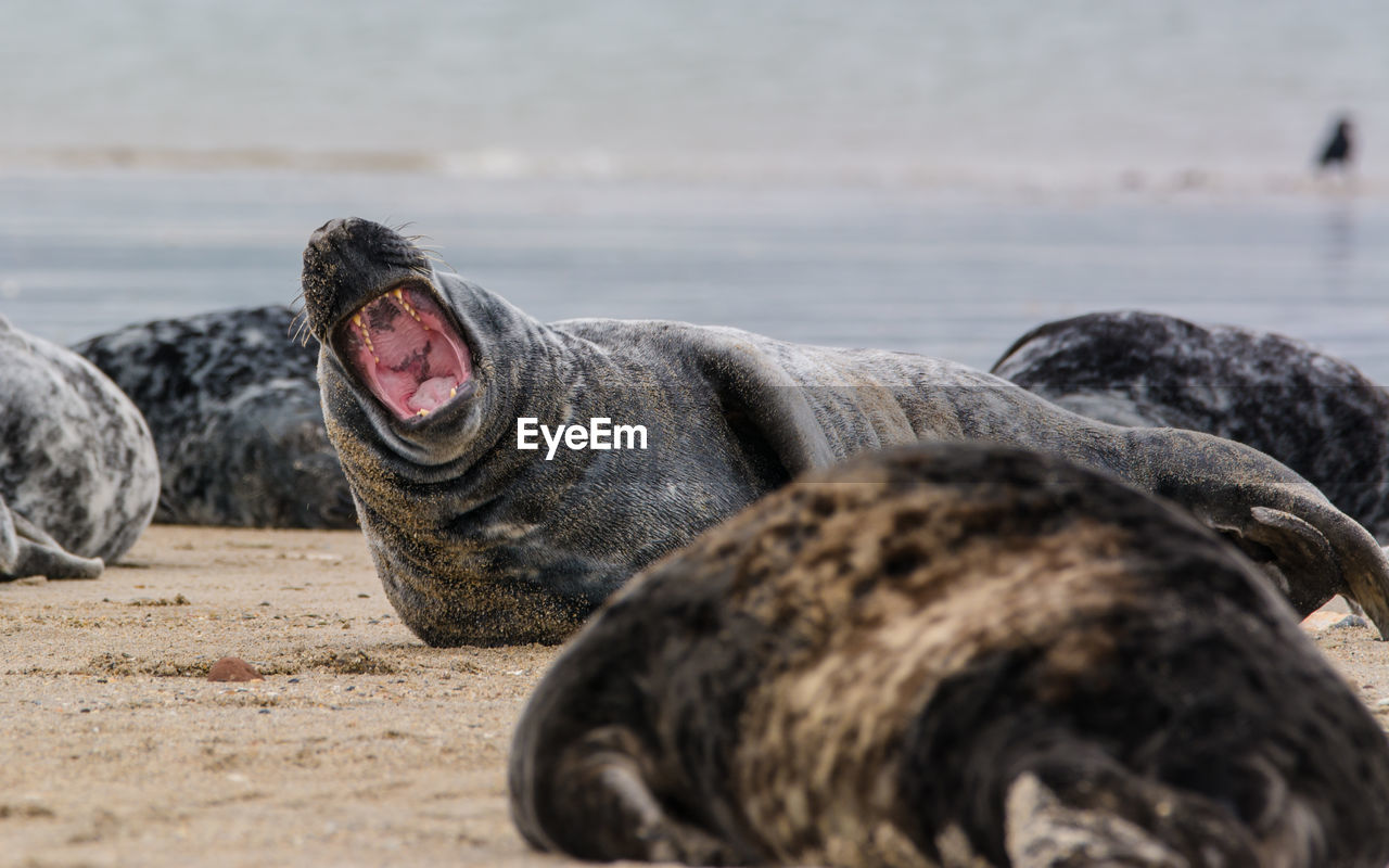 Seals at beach