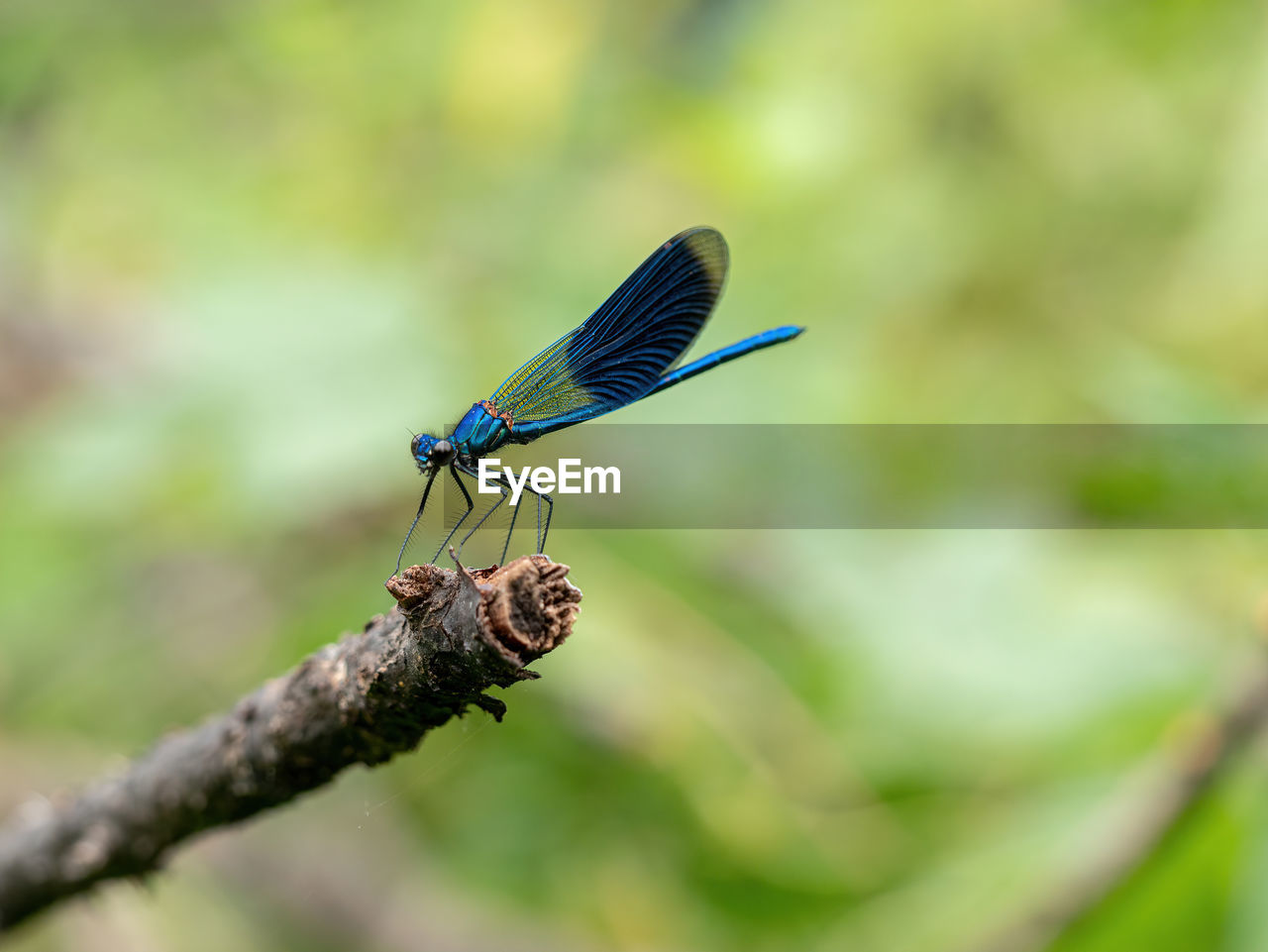 CLOSE-UP OF BUTTERFLY