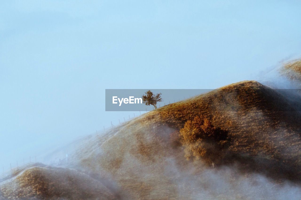 Scenic view of tree against clear sky