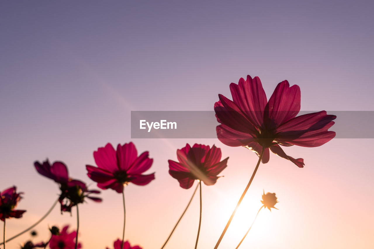 Low angle view of flowering cosmos plant against clear sky