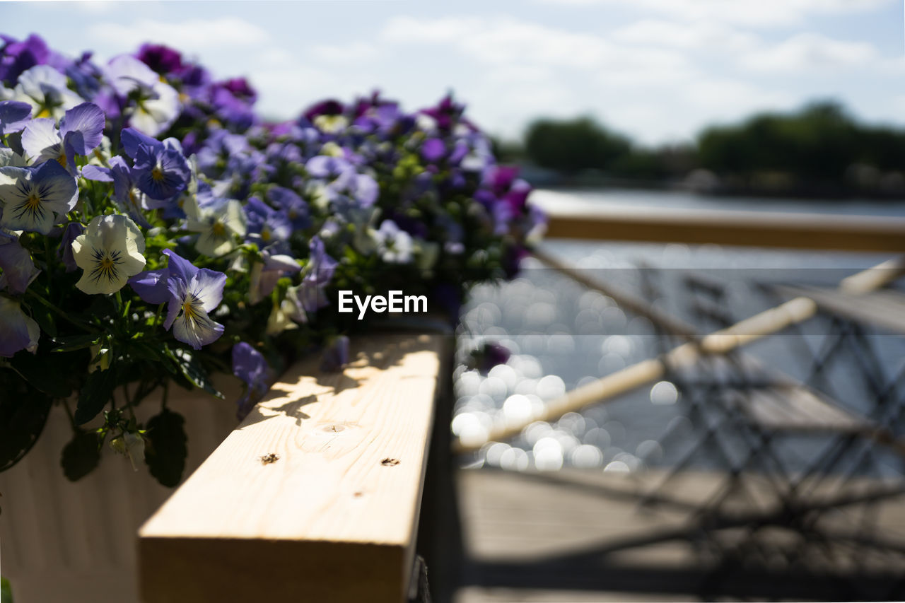 CLOSE-UP OF PURPLE FLOWERING PLANTS AGAINST WOODEN POST