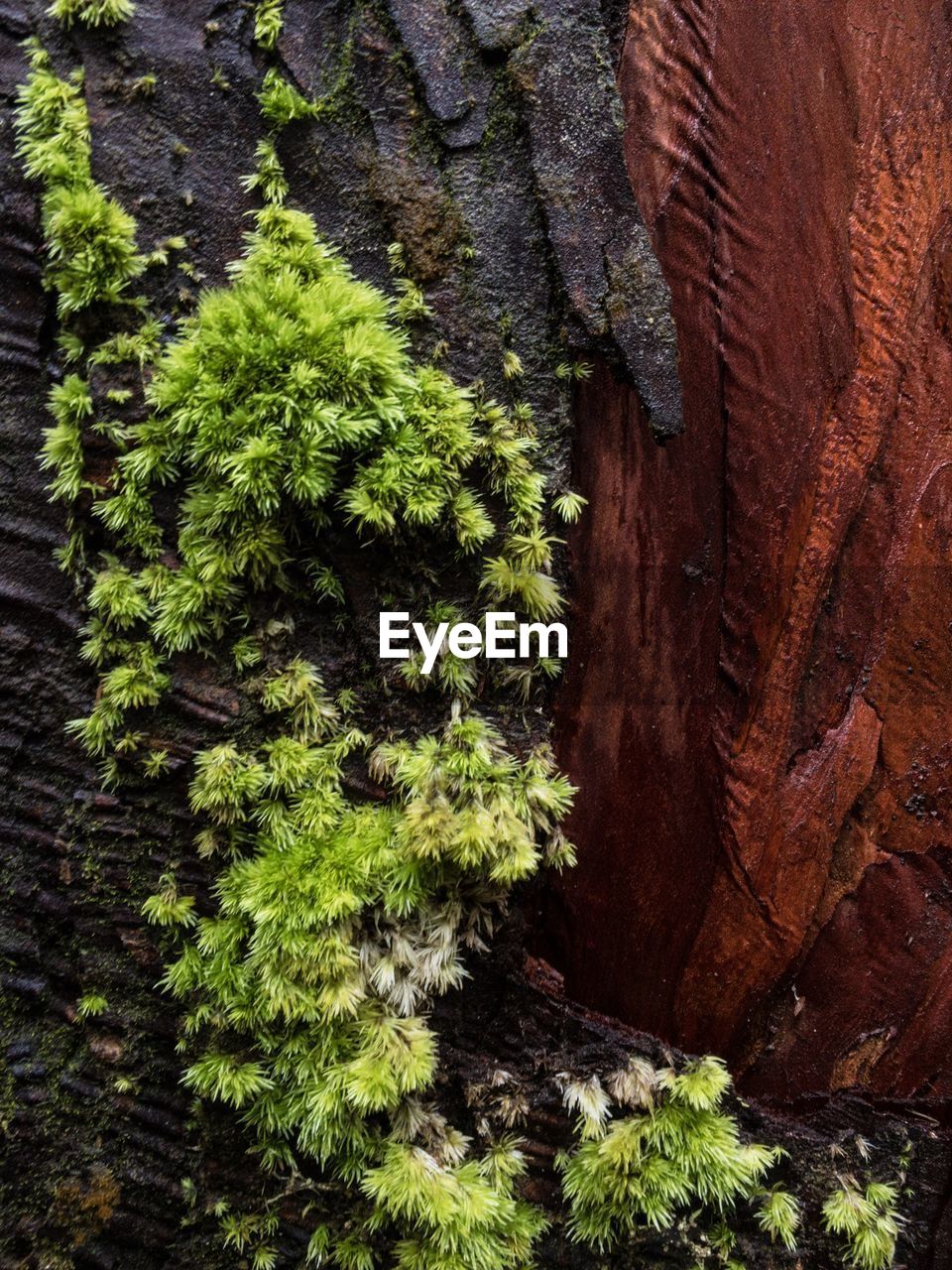 MOSS GROWING ON TREE TRUNK