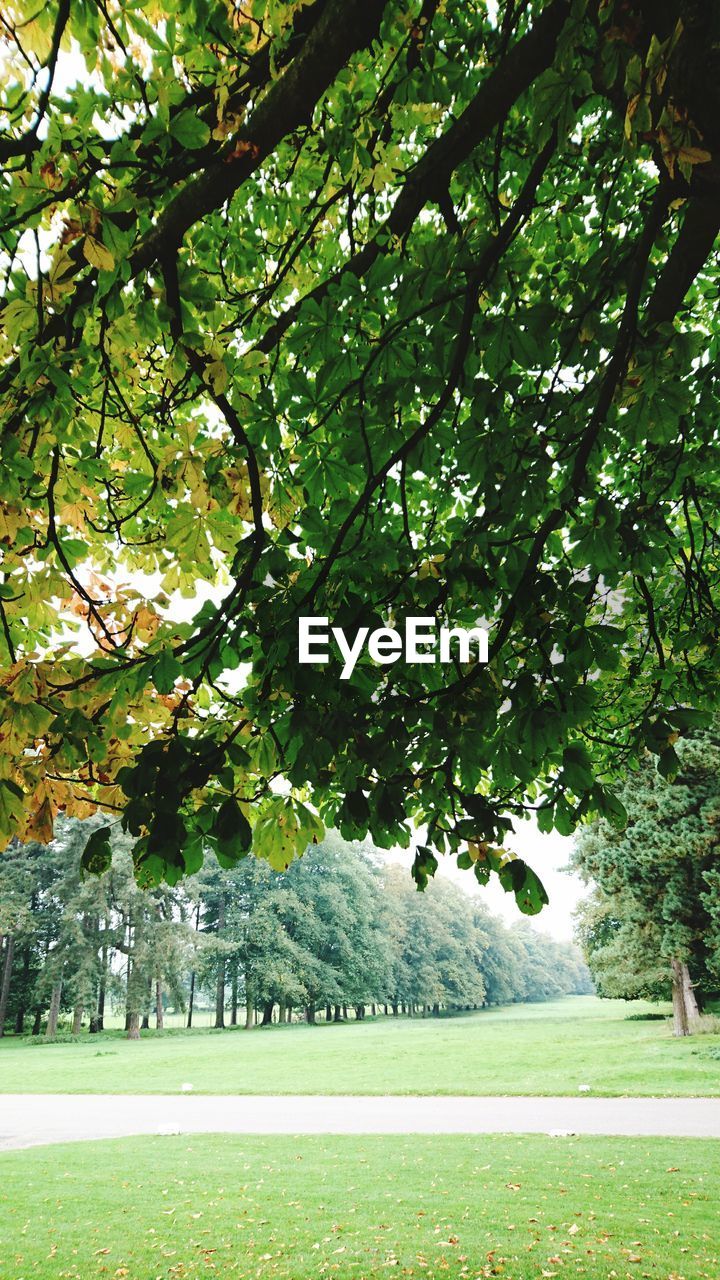 TREES GROWING ON LANDSCAPE