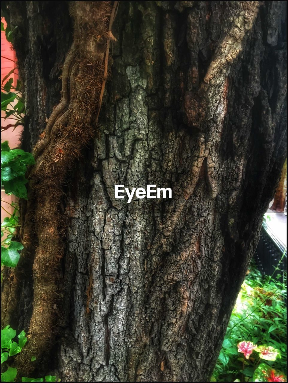 CLOSE-UP OF TREE TRUNK WITH PLANTS IN BACKGROUND