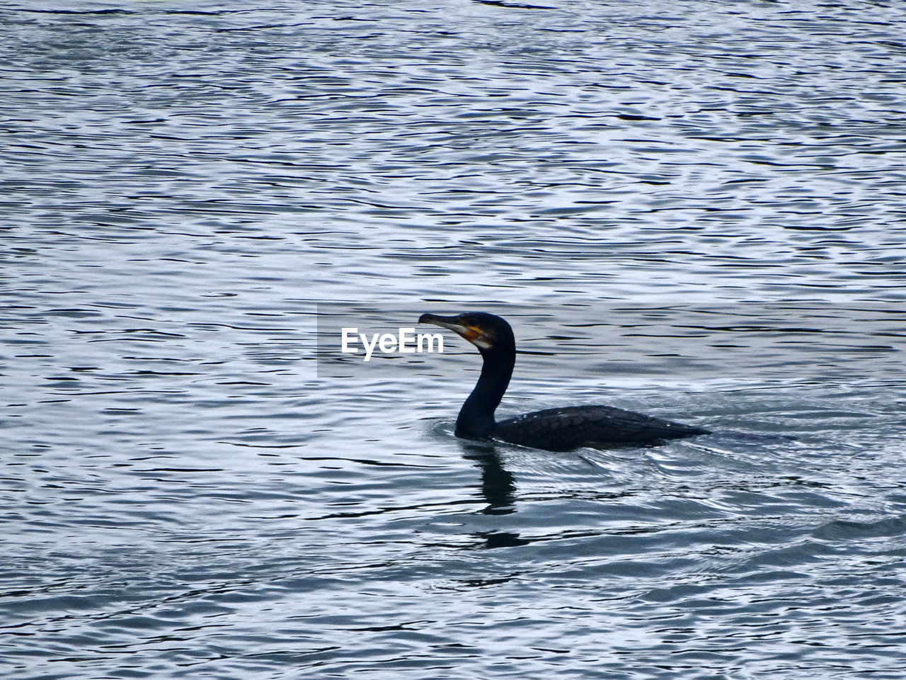 BLACK SWAN SWIMMING ON LAKE