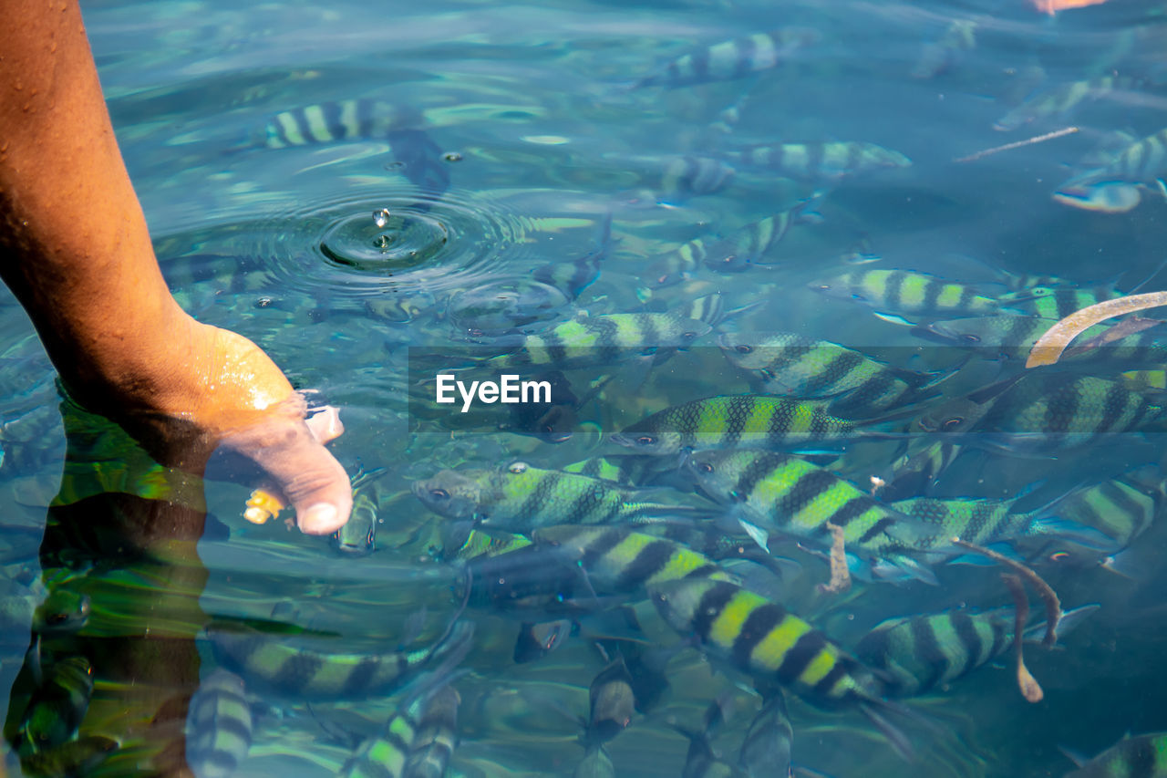 Low section of man swimming in sea