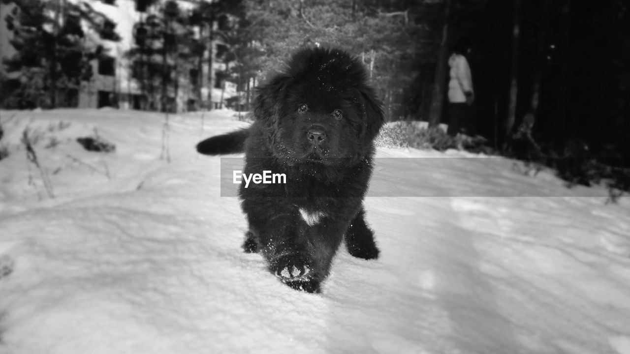 Portrait of dog on snow field