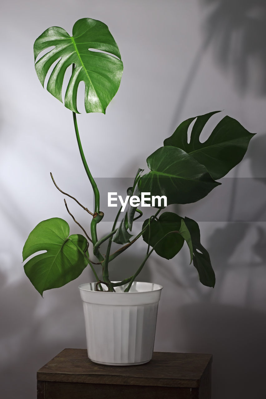 Monstera deliciosa flower with large leaves in a flower pot near the wall. plant room concept