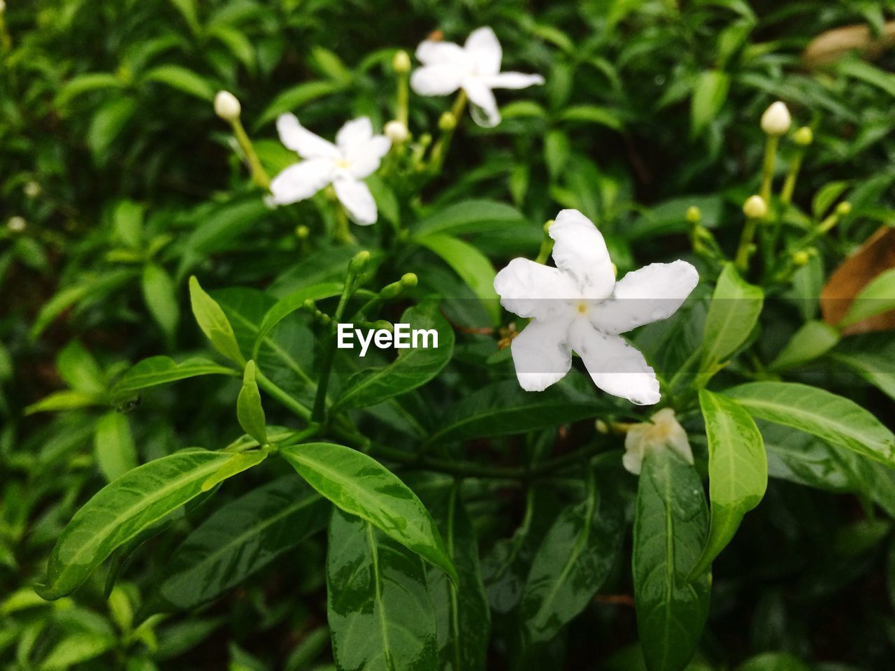 CLOSE-UP OF WHITE FLOWER BLOOMING IN PLANT