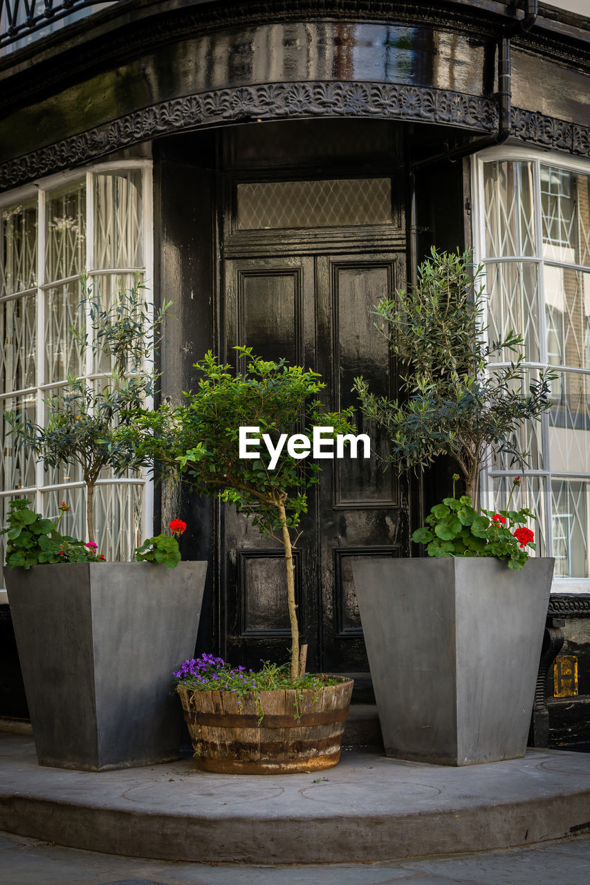 POTTED PLANTS OUTSIDE HOUSE IN YARD