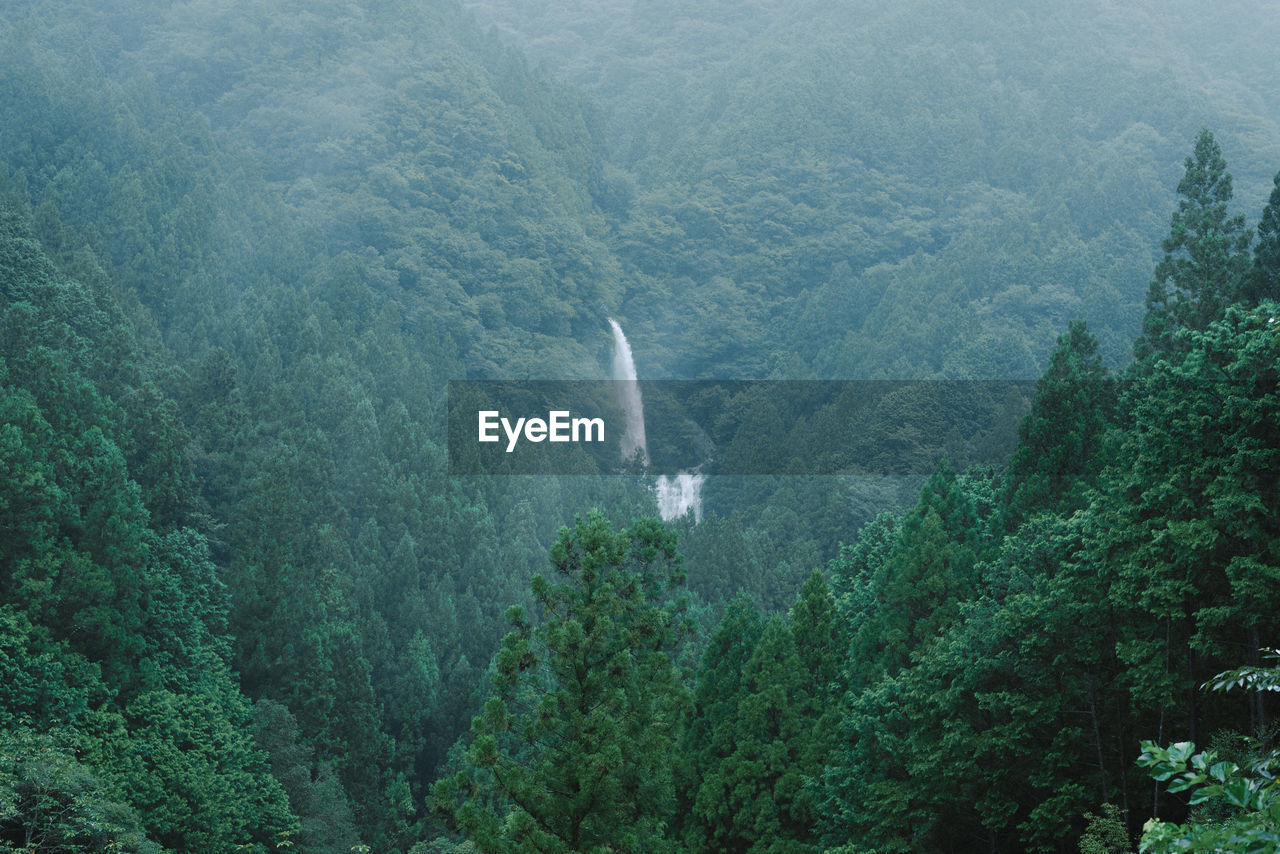 High angle view of trees in forest