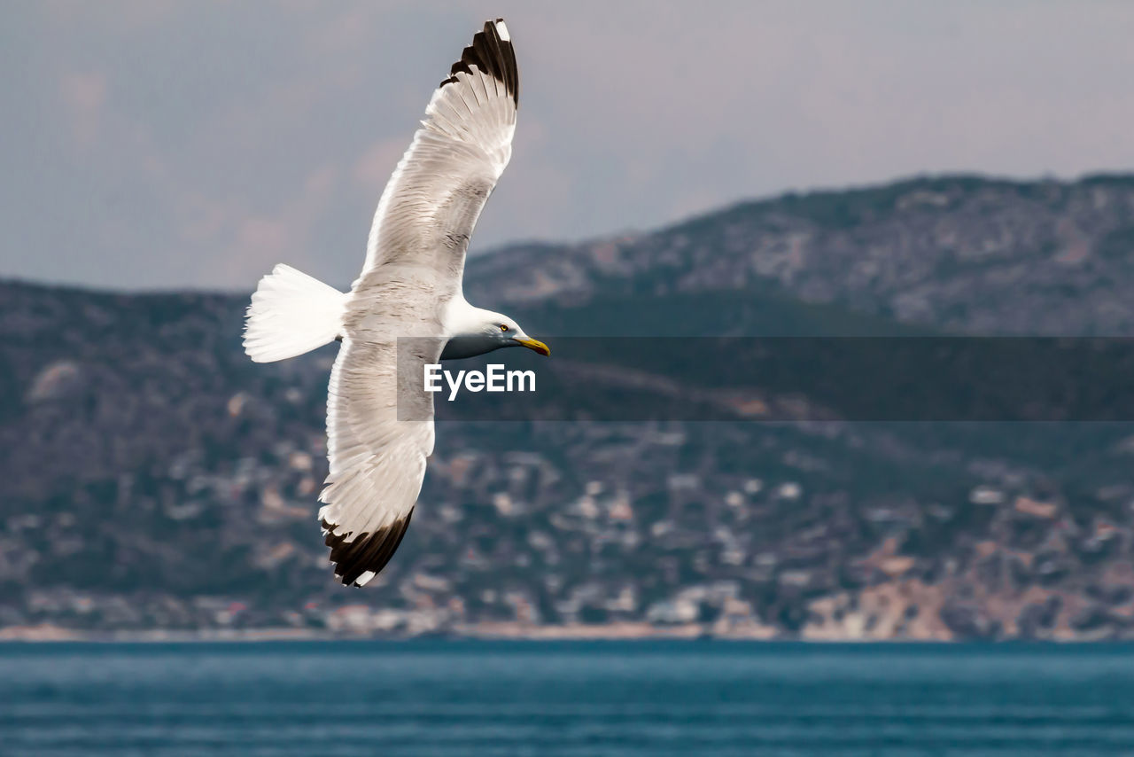 European herring gull, seagull, larus argentatus flying in the summer along the shores of aegean sea