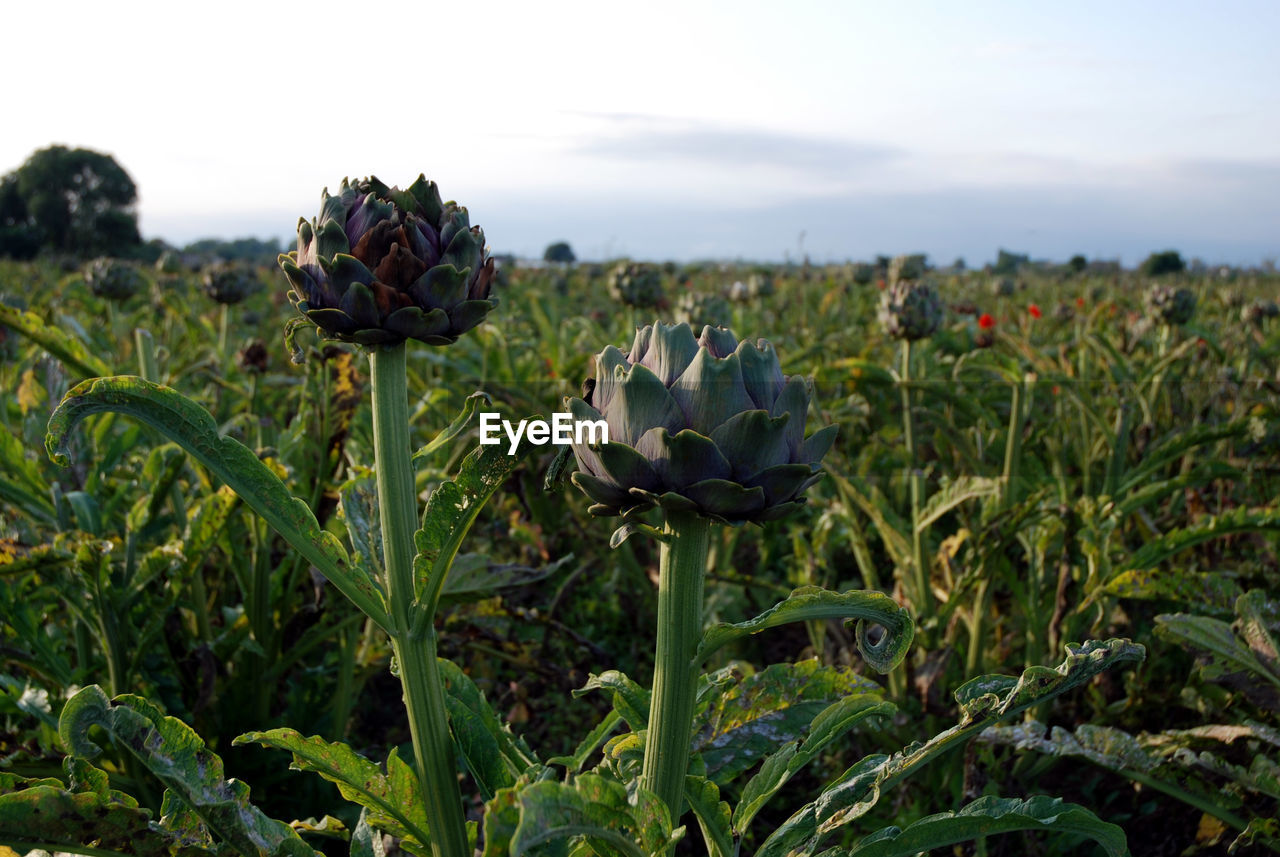 CLOSE-UP OF PLANTS GROWING ON FIELD