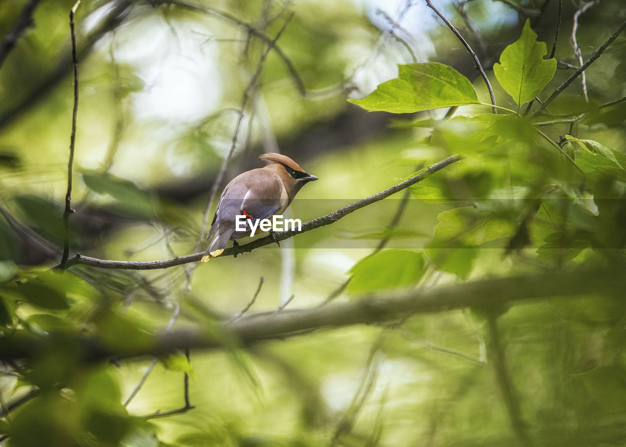 LOW ANGLE VIEW OF BIRD PERCHING ON A BRANCH