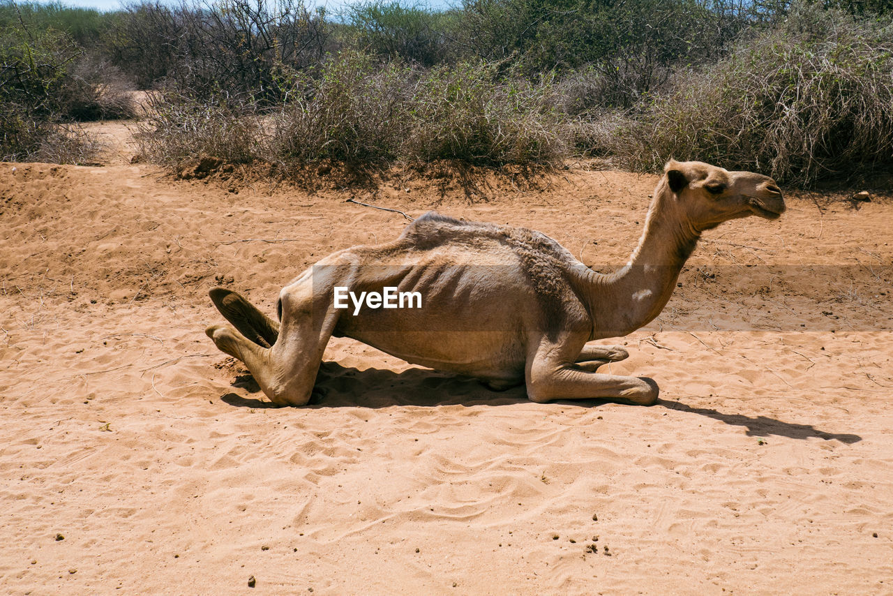 An exhausted camel on the road side in north horr, marsabit, kenya