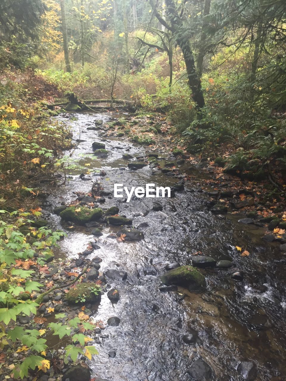 Stream in forest