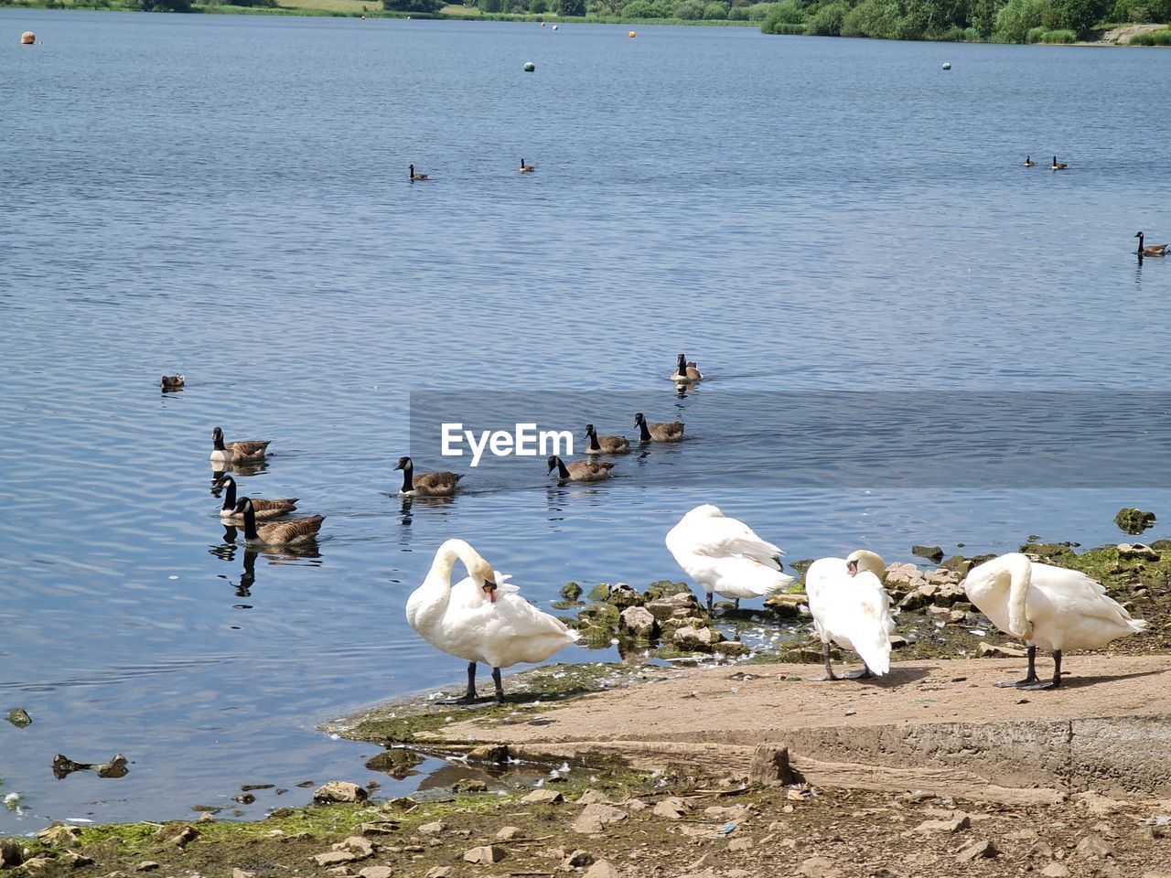 SWANS ON LAKESHORE