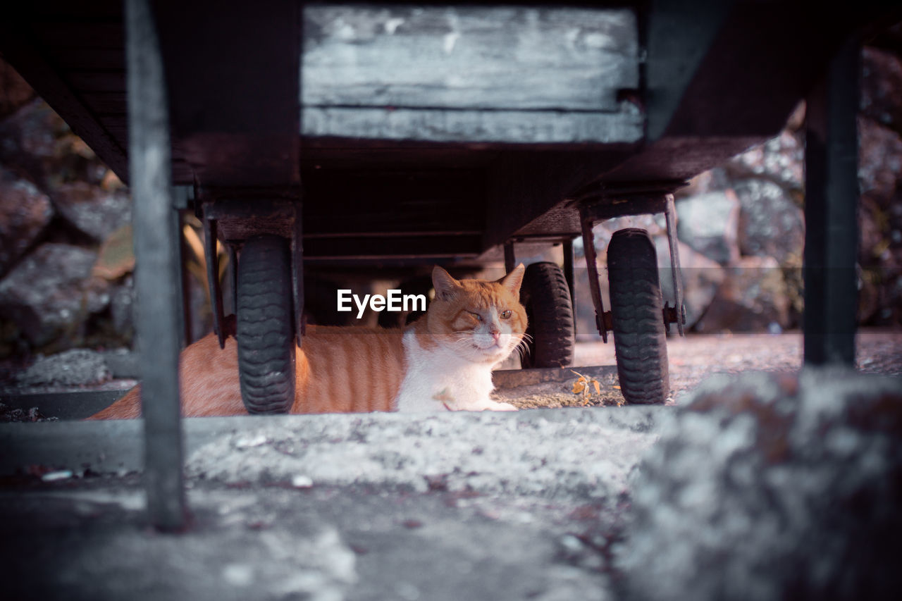 PORTRAIT OF CAT STANDING BY FENCE