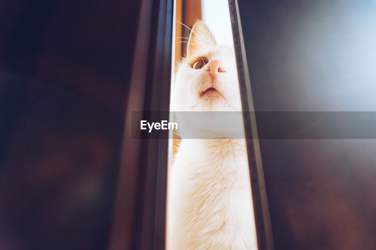 Close-up of cat looking through door