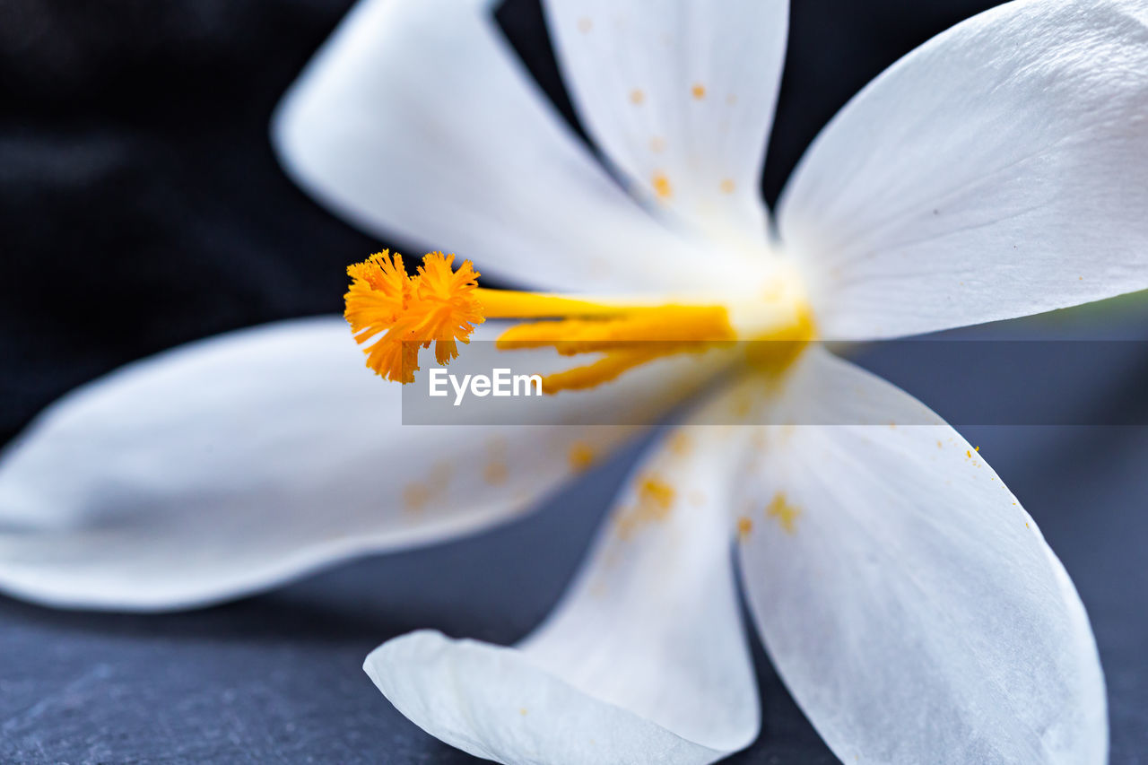 Close-up of fresh white flower