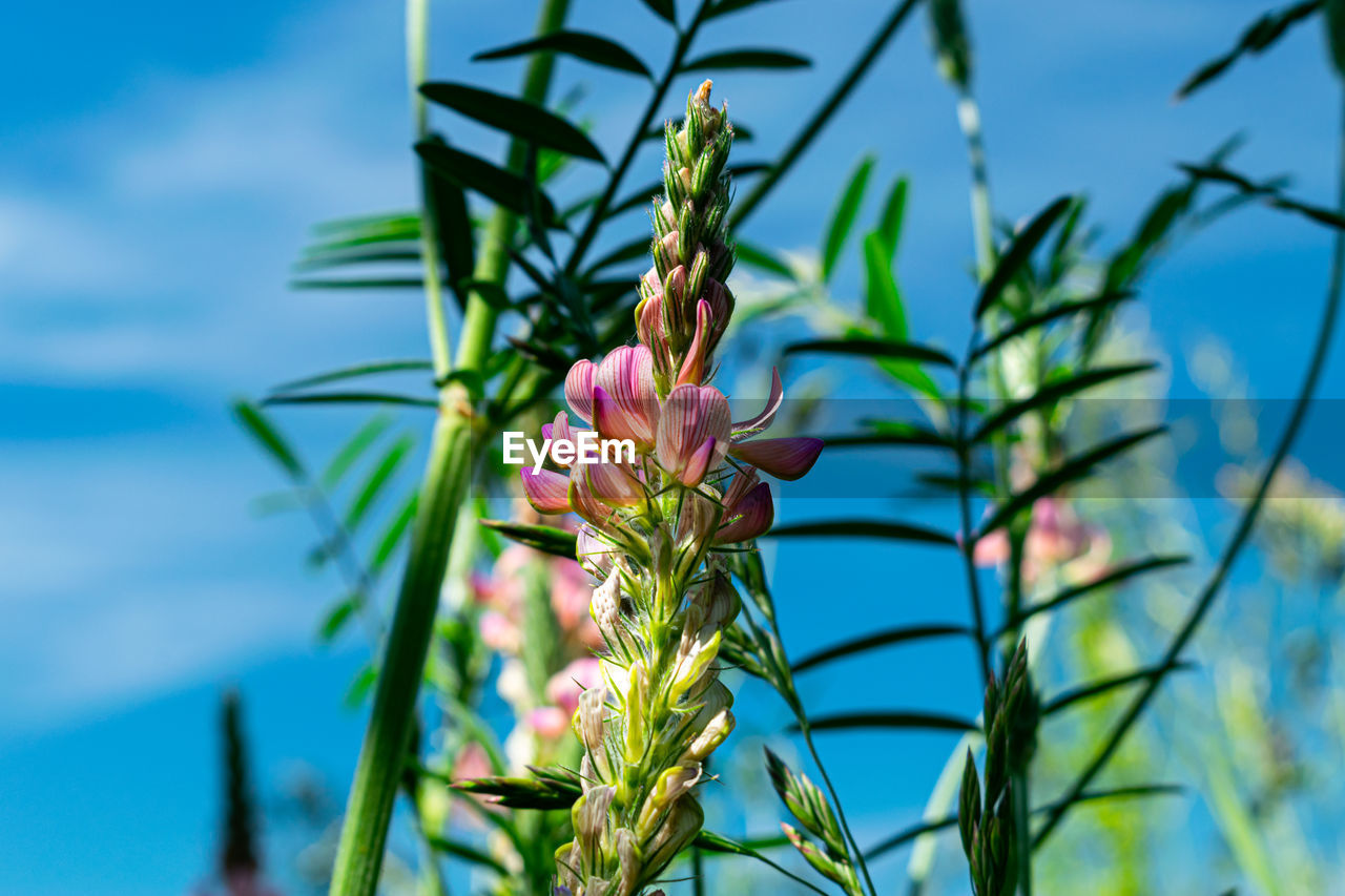 CLOSE-UP OF PINK FLOWER PLANT