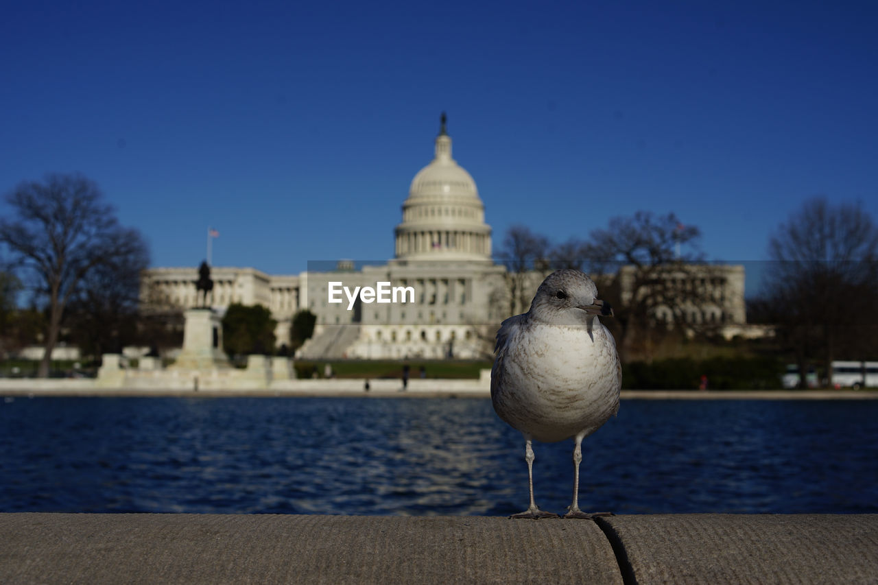 Close-up of seagull perching against clear sky in front of the capitol building, washington, dc, usa