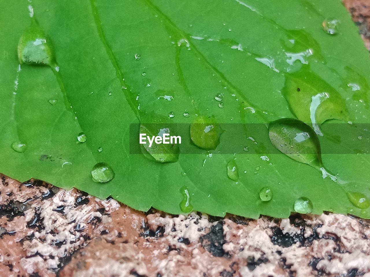 FULL FRAME SHOT OF WET LEAVES