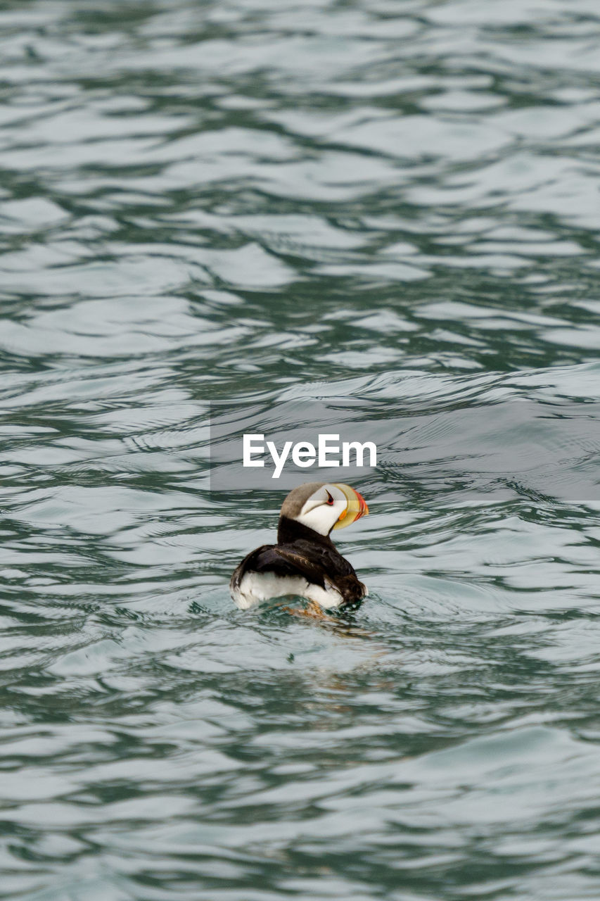 A puffin floating on the sea