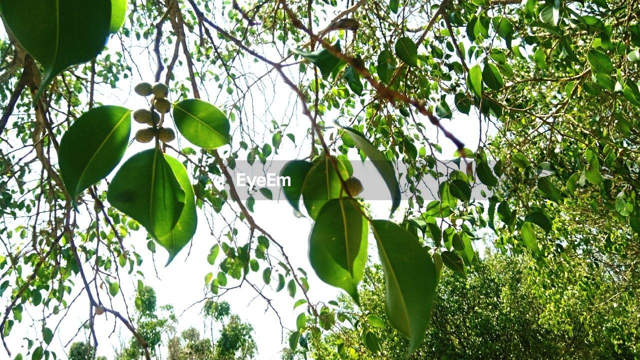 Low angle view of tree