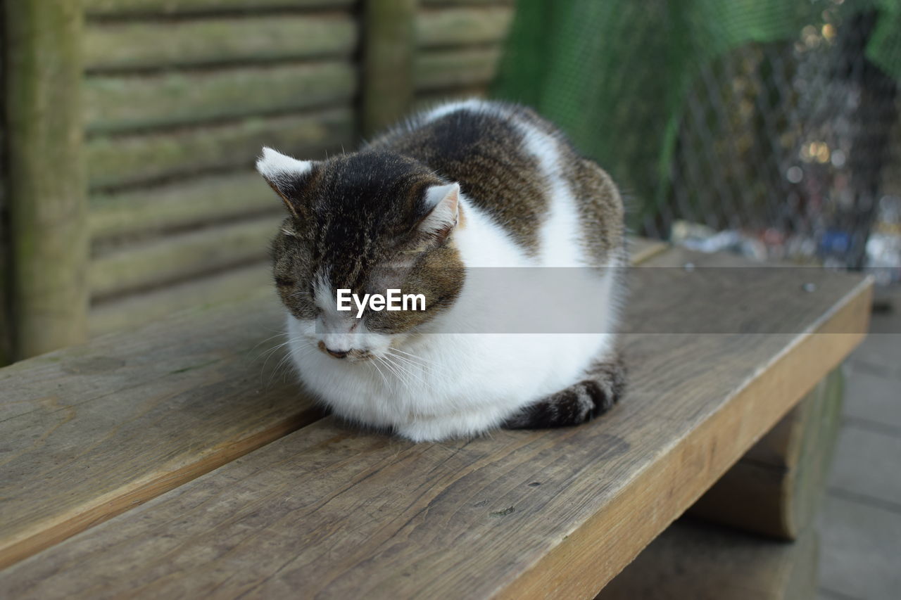 Portrait of a cat on wooden table