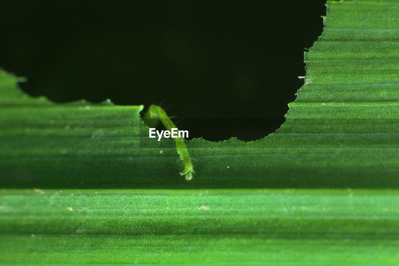 Macro shot of insect on green leaf