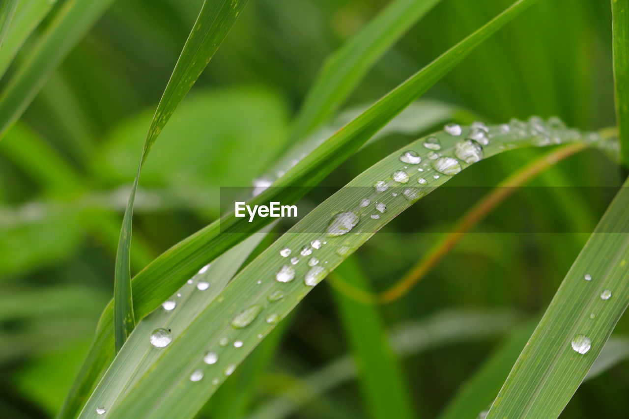 CLOSE-UP OF WATER DROPS ON BLADE OF GRASS DURING RAINY SEASON