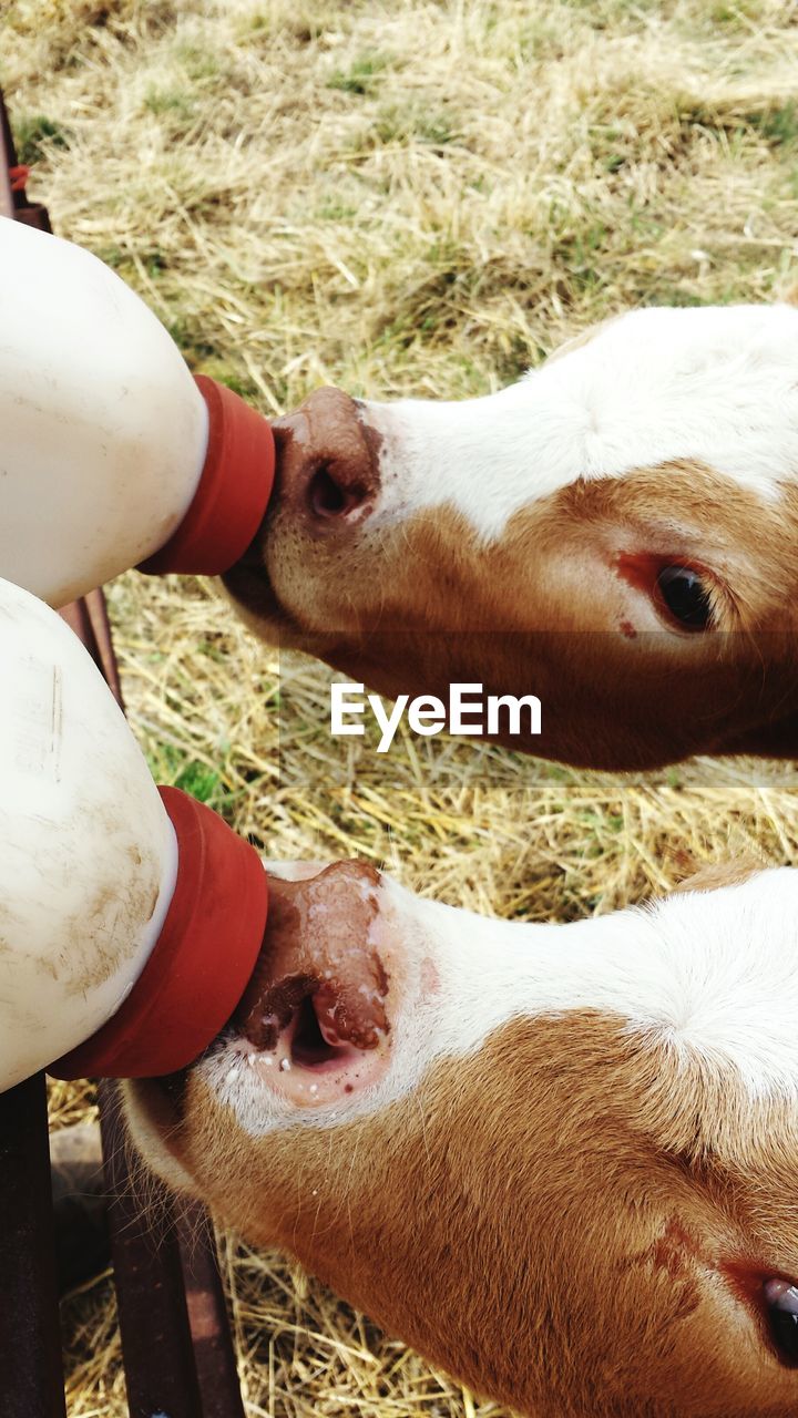 Two calves being fed milk from bottles