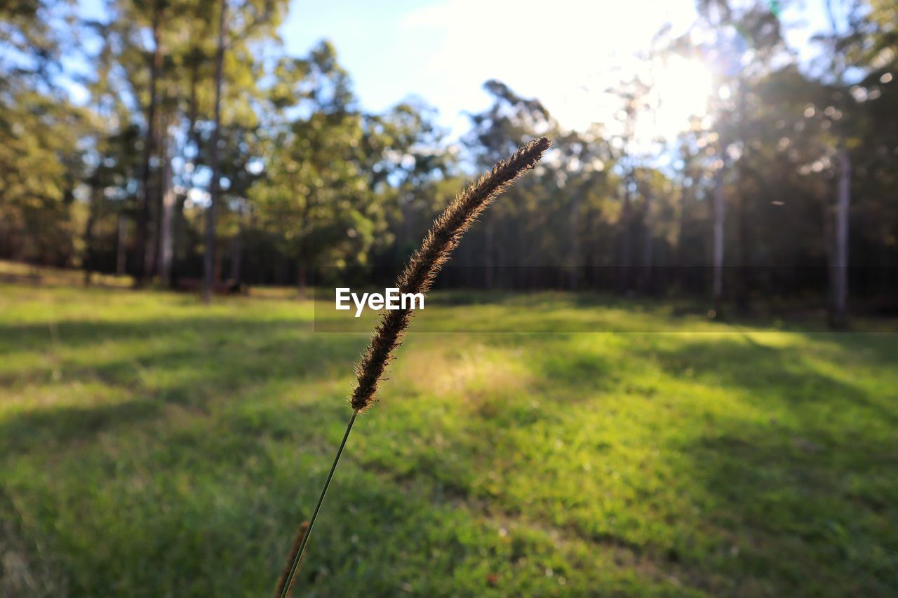 CLOSE-UP OF GRASS ON FIELD