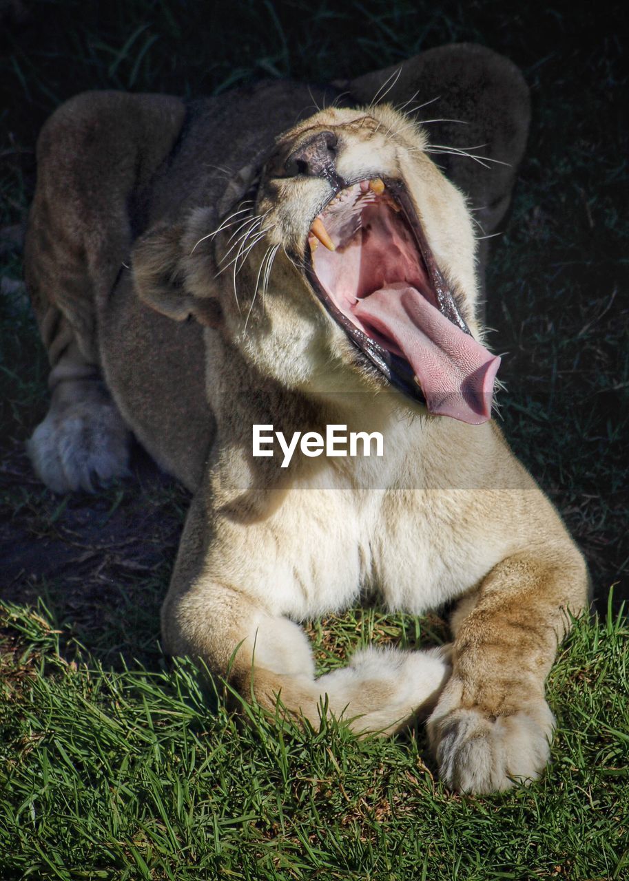 Close-up of lion lying on grass