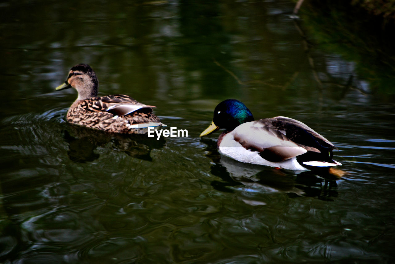 Close-up of mallard ducks swimming in lake