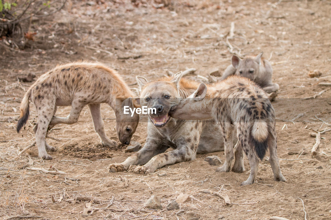 Spotted hyenas relaxing on field